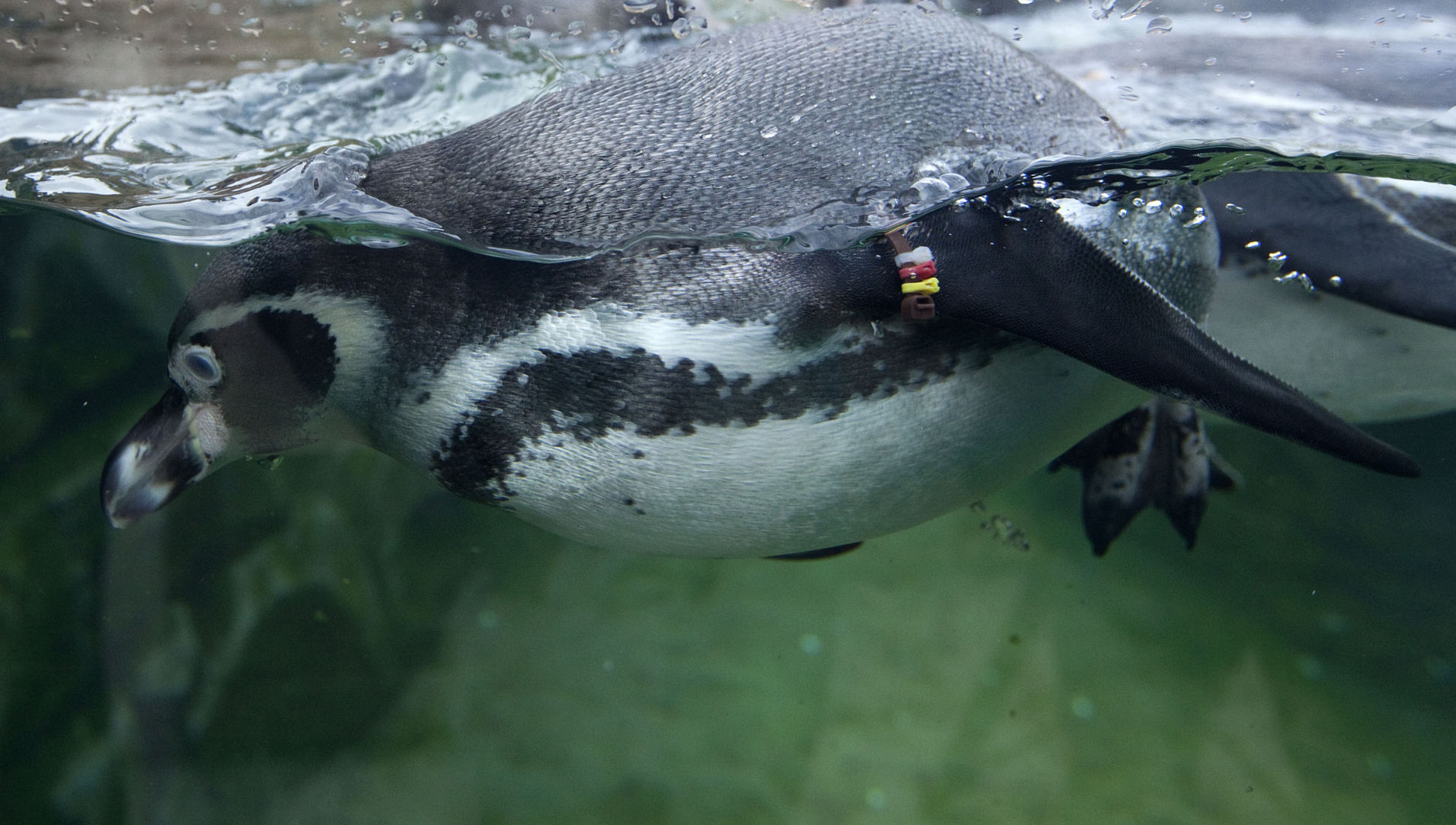 Penguin3 101613.jpg